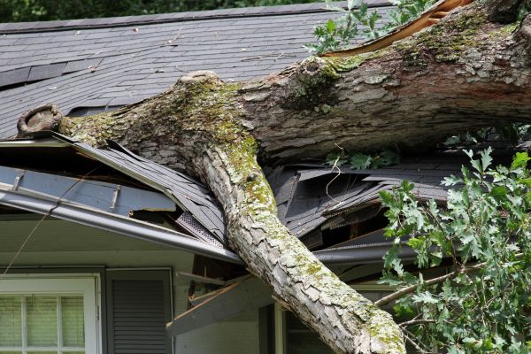 Storm Remediation in Riverview